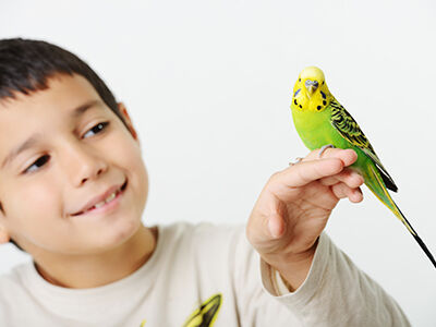 Merchandising and Marketing Tips and Tricks for Birds